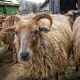 Δεν θέλουν να δουν τον Υπουργό οι κτηνοτρόφοι της Κρήτης!