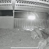 Σύλληψη και για απόπειρα ανθρωποκτονίας με φόντο την καταγγελλόμενη ζωοκλοπή