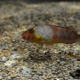 Ανακαλύψτε τον μαγικό βυθό της Κρήτης!