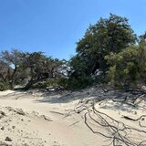 Γιατί τοποθετήθηκαν παγίδες στο δάσος άρκευθου στη Χρυσή