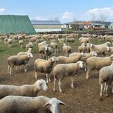 Παρατείνονται τα μέτρα για την ευλογιά των αιγοπροβάτων στην Κρήτη 