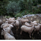 Είδαν χρήματα στους λογαριασμούς τους οι κτηνοτρόφοι της Κρήτης - Έγινε η πληρωμή μετά την κατανομή βοσκοτόπων