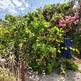 Οι νοτιάδες προκάλεσαν πτώση δέντρου στα Χανιά