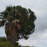 Κίνδυνος θάνατος το ξερό δέντρο (video)