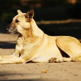 Άγριος καβγάς για ένα αδέσποτο σκυλί - Έριξε βενζίνη σε 22χρονη, χτύπησε τον φίλο της