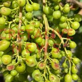 Εικόνες ολοκληρωτικής καταστροφής στα αμπέλια μετά την χαλαζόπτωση!