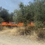 Η φωτιά στον Χάρακα έκαψε πέντε στρέμματα