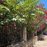 "Ζούγκλα" η αυλή του Πανάνειου: Τα κλαδιά φτάνουν σχεδόν τα μπαλκόνια των κατοικιών