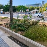 2.000 νέα φυτά στην πλατεία Ελευθερίας και στα παρτέρια πέριξ αυτής