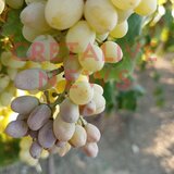 "Έβρασαν" ελιές κι αμπέλια λόγω του καύσωνα - Τραγική η κατάσταση!