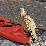 Ένας απρόσμενος επισκέπτης στο Μαριδάκι!