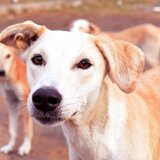 Μεσαρά: Είχε 66 σκυλιά που δεν μπορούσε να φροντίσει!