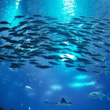 22ο Διεθνές Συνέδριο για τις Ασθένειες των Υδρόβιων Οργανισμών στο Ηράκλειο