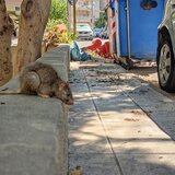 Τεράστιο ποντίκι κυκλοφορεί... ανενόχλητο στο Μασταμπά