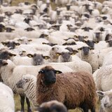 Αποκατάσταση της αδικίας για τους αιγο-προβατοτρόφους του νησιού ζητά η Περιφέρεια Κρήτης 