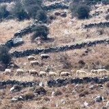 Μοίρες: προπηλακισμούς καταγγέλλει κλιμάκιο του ΟΠΕΚΕΠΕ κατά τον έλεγχο κτηνοτρόφων