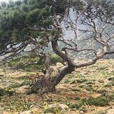 Νέα δίκη για παράνομες επιδοτήσεις και κατηγορούμενους Κρητικούς- Τι προτείνει ο εισαγγελέας 