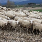 «Πάμε Αθήνα για να μπλέξουμε»: Οι κτηνοτρόφοι στους δρόμους μετά την απώλεια 500.000 ζώων