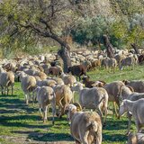 Παρατείνονται τα προληπτικά μέτρα για την ευλογιά των αιγοπροβάτων στην Κρήτη
