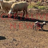 Κτηνοτρόφος για ΟΠΕΚΕΠΕ: «Ο έλεγχος προκάλεσε χάος. Μπήκαν εκεί που γεννούσανε οι μάνες» (δείτε φωτό) 