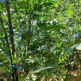 Χασισοφυτεία-μαμούθ: ψάχνουν τον ενοικιαστή από τον Μυλοπόταμο