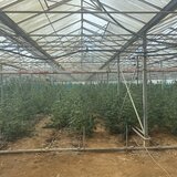 Απολογείται την Τρίτη ο 51χρονος ιδιοκτήτης του θερμοκηπίου με τη χασισοφυτεία - μαμούθ!