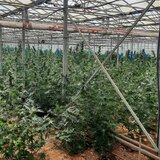 “Δάσος” από… δενδρύλλια κάνναβης μέσα σε θερμοκήπιο στη Μεσαρά - Στη... Θήβα εντοπίστηκε ο ενοικιαστής!