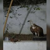 Όρνεο εγκλωβίστηκε σε... πολυκατοικία στο Ηράκλειο - Φωτογραφίες