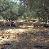 Οριστικό τέλος στη «τεχνική λύση» – Νέοι κανόνες κατανομής βοσκοτόπων, τί ισχύει για την Κρήτη