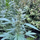 "Ορφανή" χασισοφυτεία στο Ρέθυμνο με 80 δενδρύλλια (photo)