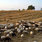 Περιφέρεια Κρήτης: Σήμα κινδύνου για τις ζωοτροφές – "Βλέπει" «κενό βιοασφάλειας» στις οδηγίες του ΥΠΑΑΤ