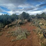 Ισχυρός ανεμοστρόβιλος "σάρωσε" περιοχή της Ζάκρου - Ξερίζωσε μέχρι και ελιές