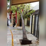 Γιατί συνεχίζουν να πέφτουν τα δέντρα στο Ηράκλειο - Στο Cretalive η Μαρία Κοζυράκη