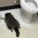 Ρακούν έκανε διάρρηξη σε κάβα, έγινε λιώμα με ουίσκι και λιποθύμησε στο μπάνιο!