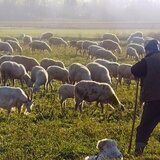 Άνω Βιάννος: τρεις συλλήψεις για ζωοκτονία 40 προβάτων, ιδιοκτησίας 38χρονου