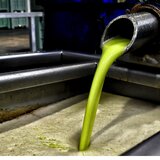 Ελαιόλαδο: Τον... σταυρό τους κάνουν οι παραγωγοί με τη φετινή κακή χρονιά - Ελπίζουν σε ένα θαύμα!