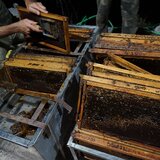 Μέλι – Ένας θησαυρός της Κρήτης