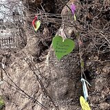 "Υιοθετημένος με αγάπη": Παρέμβαση για τον Πλάτανο-σύμβολο στο Κράσι