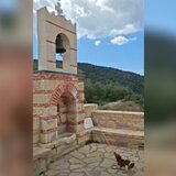 Σκύλος χτυπάει την καμπάνα και γίνεται viral – Δείτε το απίστευτο βίντεο!