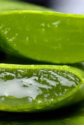 Το πασίγνωστο φαρμακευτικό φυτό για δυνατή μνήμη - Πολύτιμος σύμμαχος κατά της άνοιας