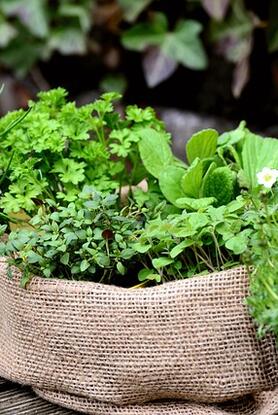 Βότανα που αυξάνουν τη σεροτονίνη και βελτιώνουν την ψυχική διάθεση
